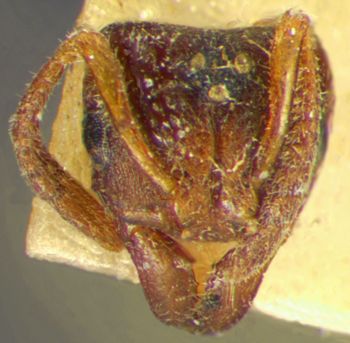 Media type: image;   Entomology 28880 Aspect: head frontal view